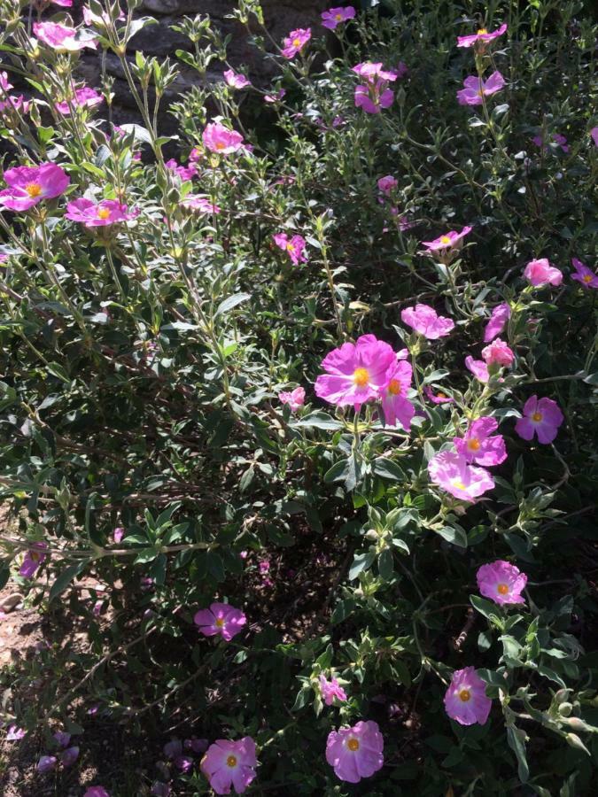 Le Mazet Des Joncs En Provence Villa Saint-Pierre-de-Vassols Dış mekan fotoğraf